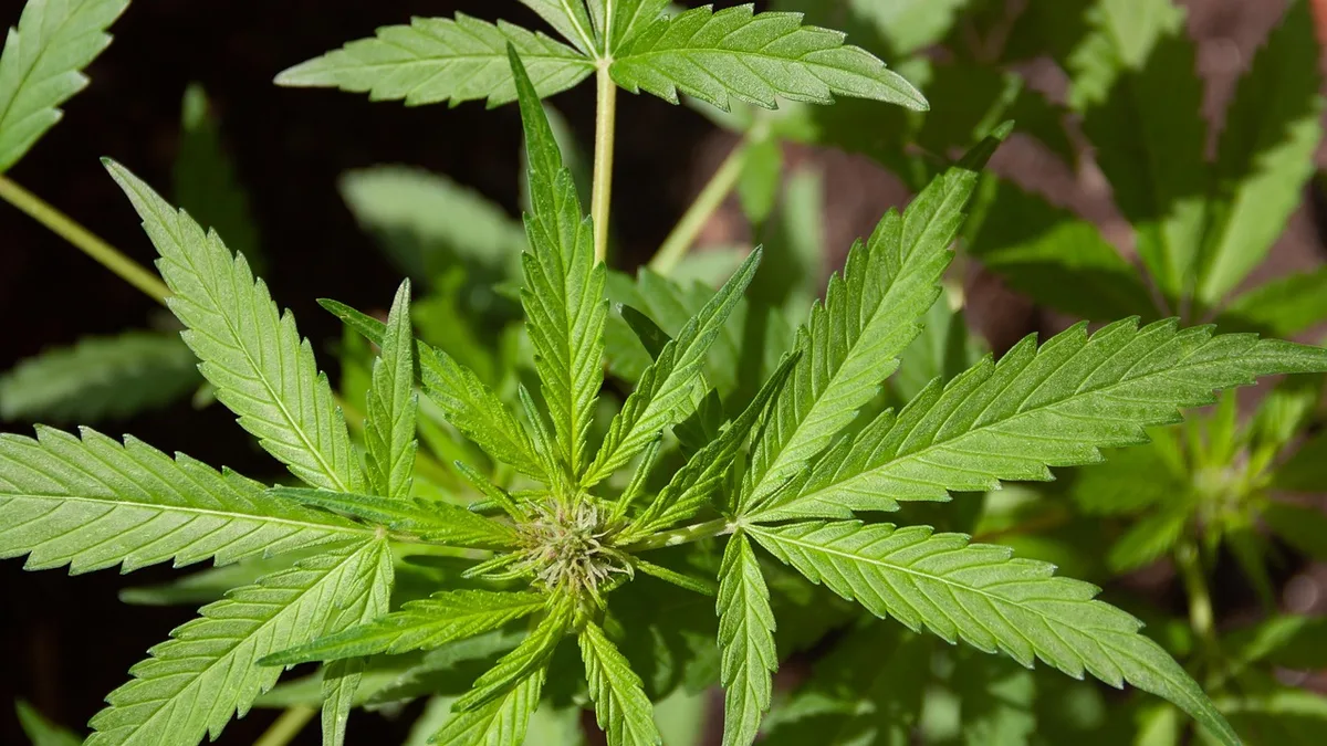 Hemp plant — ANTG review