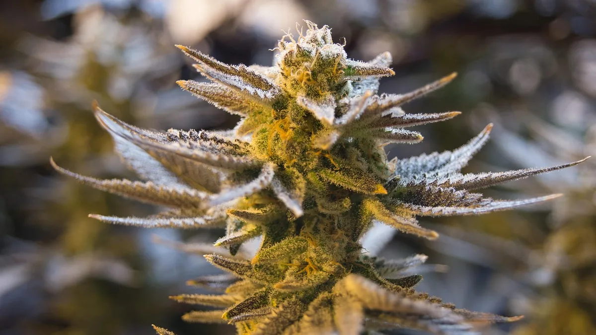 Hemp plant — easykind review