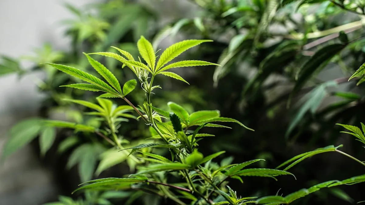 Hemp plant — Heyday Medical review