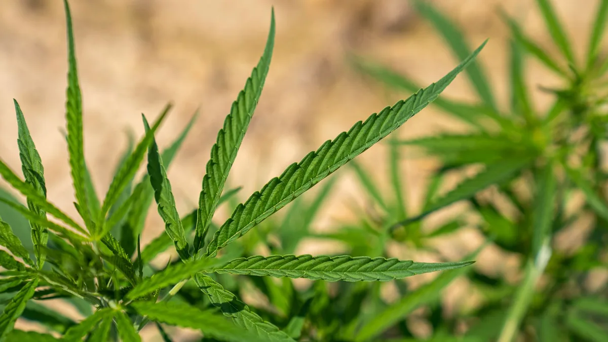 Hemp plant — Premium Jane review